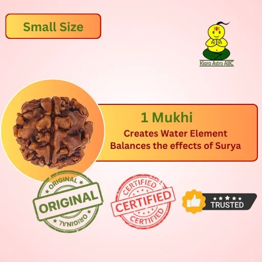 1 Mukhi Rudraksha Medium– Origin: Nepal