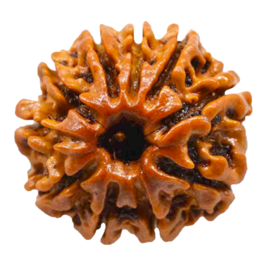 10 Mukhi Rudraksha Nepal Collector Size (Premium Quality)