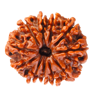 11 Mukhi Nepal Rudraksha- Regular Size (Fine Quality)