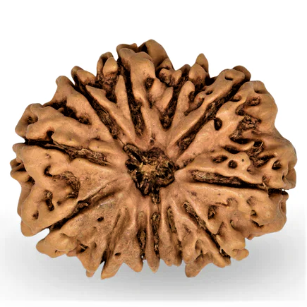12 Mukhi Rudraksha Origin: Nepal (Regular Size — Fine Quality)