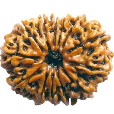 13 Mukhi Nepal Rudraksha Regular Size (Fine Quality)