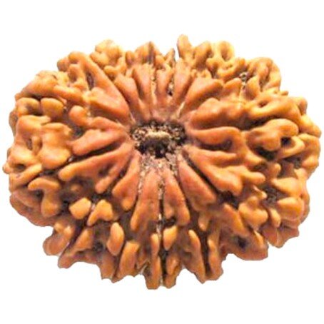 14 Mukhi Rudraksha Collector Size (Premium Quality) 28 mm Origin Nepal