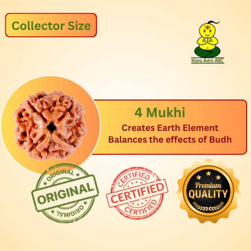 4 Mukhi Nepal Rudraksha Collector Size (Premium Quality)