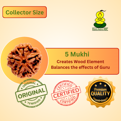 5 Mukhi Nepal Rudraksha Collector Size (Premium Quality)