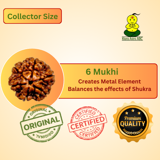 6 Mukhi Nepal Rudraksha Collector Size (Premium Quality)