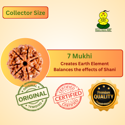 7 Mukhi Nepal Rudraksha Collector Size (Premium Quality)