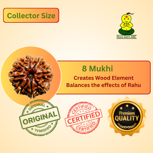 8 Mukhi Nepal Rudraksha Collector Size (Premium Quality)