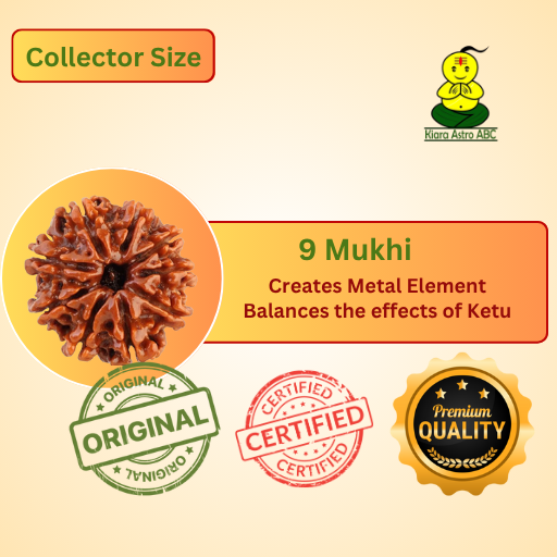 9 Mukhi Nepal Rudraksha Collector Size (Premium Quality)
