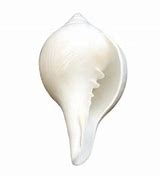 Blowing Shankh: 4x7.5 Inch (Conch)