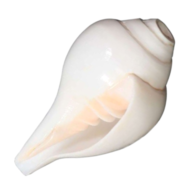 Blowing Shankh: 5x8.5 Inch (Conch)
