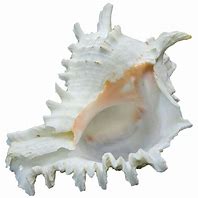 Garuna Shankh Blowing: 7.5x16.5 Inch (Conch)