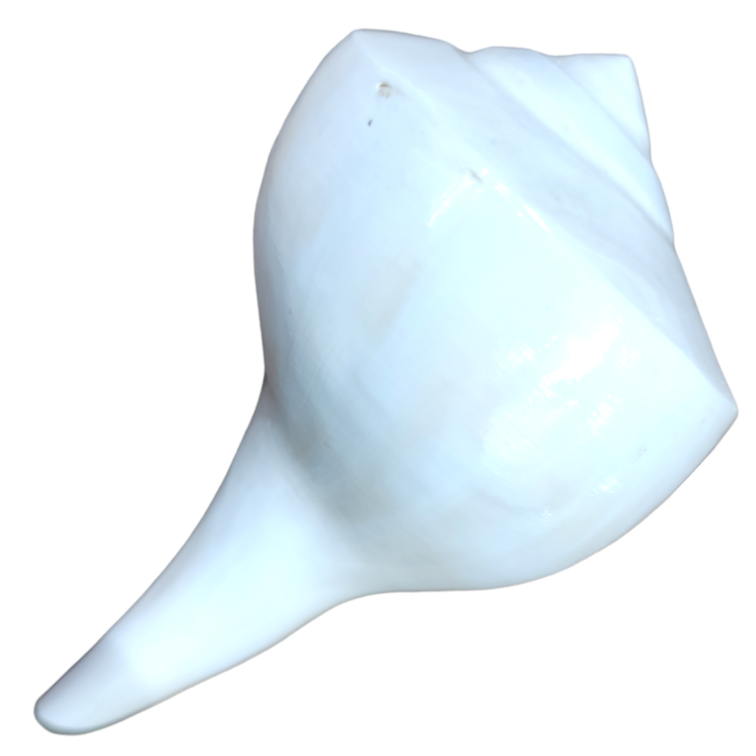 Dakshinavarti Shankh: 4x6 Inch (Conch)