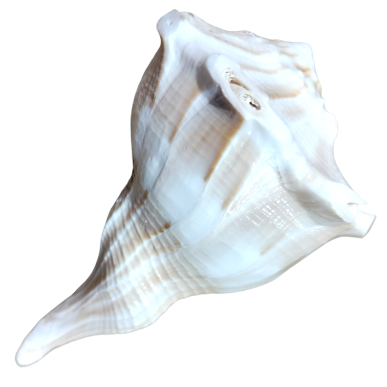 Dakshinavarti Shankh: 5x8.5 Inch (Conch)