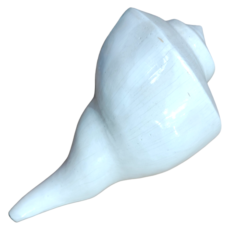 Dakshinavarti Shankh: 8x12.3 Inch (Conch)