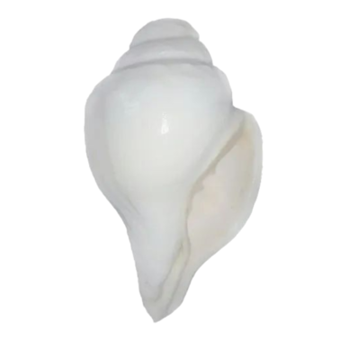 Vamavarti Shankh