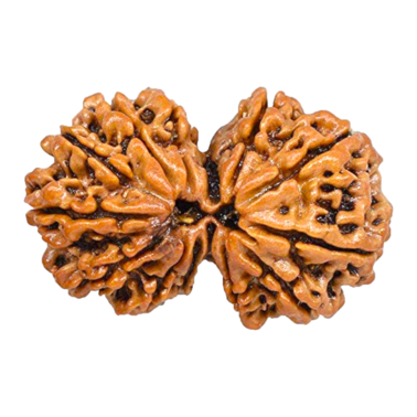 Gauri Shanker Rudraksha Premium– Origin: Nepal